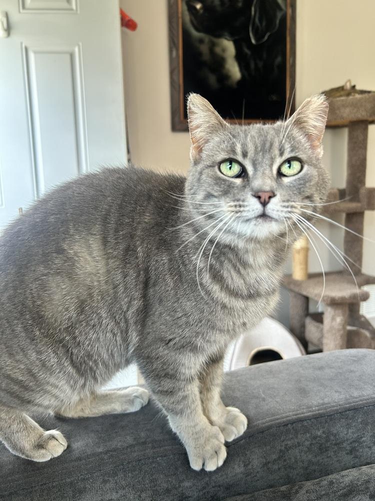 Enlarge Duckie (26-062 C), a Adoptable Domestic Short Hair in Lansing, MI image 2/4