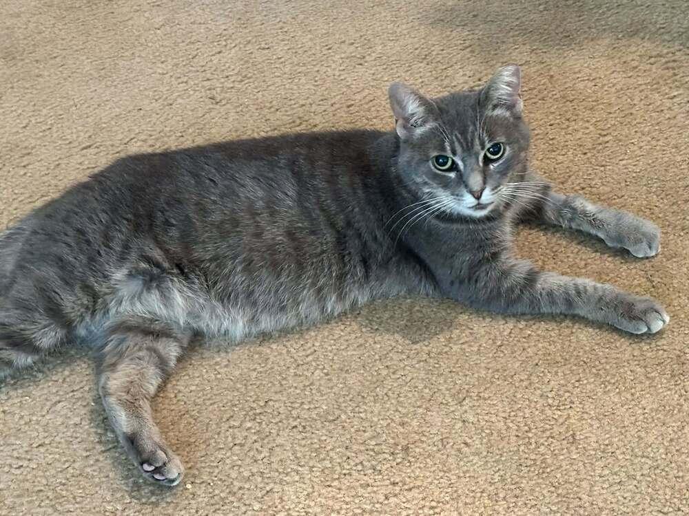 Enlarge Duckie (26-062 C), a Adoptable Domestic Short Hair in Lansing, MI image 4/4