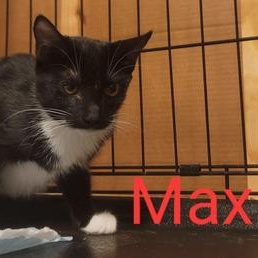 Enlarge Max, a Adoptable Domestic Short Hair in FREDERICKSBURG , VA image 2/4