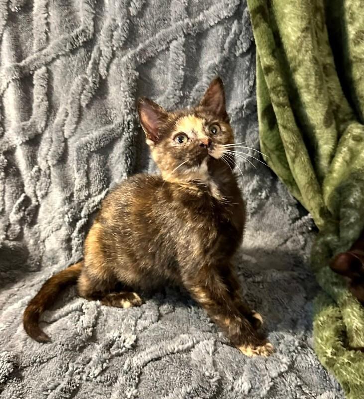 Enlarge Nancy, a Adoptable Domestic Medium Hair in Georgetown, OH image 1/1