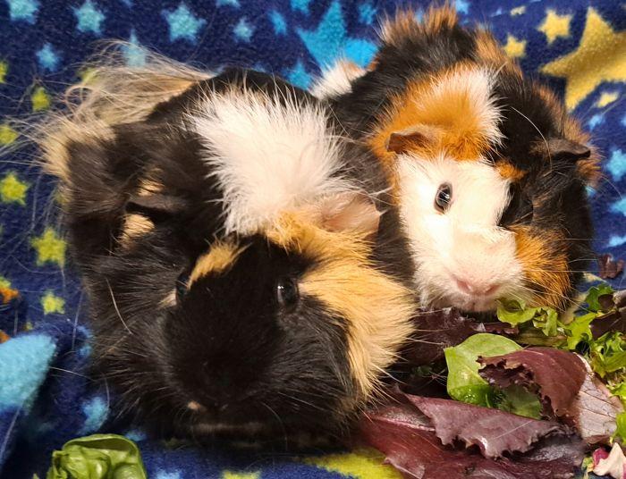 Enlarge Bowie, a ADOPTABLE Abyssinian in Gary, IN image 1/5