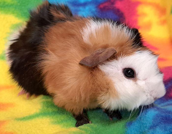 Bowie, a ADOPTABLE Abyssinian in Gary, IN image 2/5