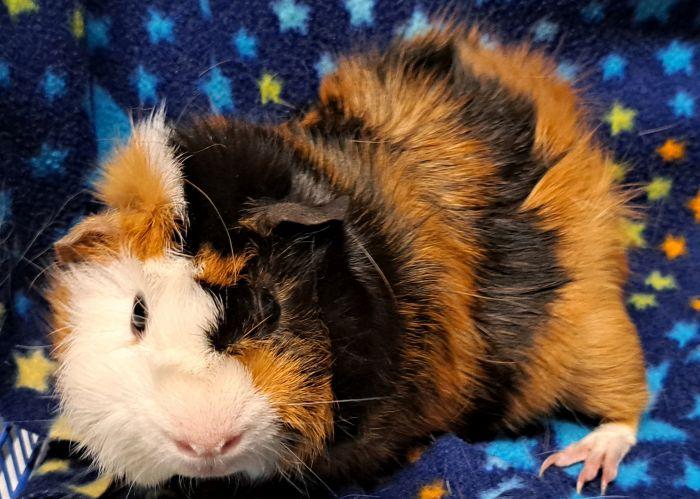 Enlarge Bowie, a ADOPTABLE Abyssinian in Gary, IN image 3/5