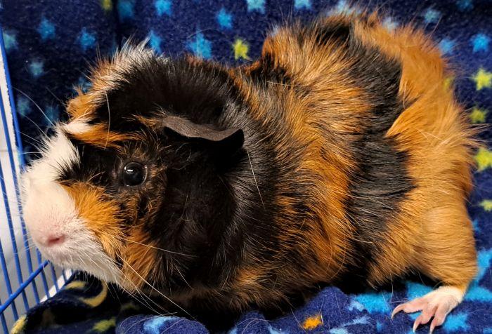 Enlarge Bowie, a ADOPTABLE Abyssinian in Gary, IN image 4/5