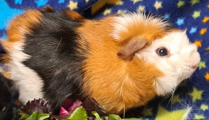 Enlarge Bowie, a ADOPTABLE Abyssinian in Gary, IN image 5/5