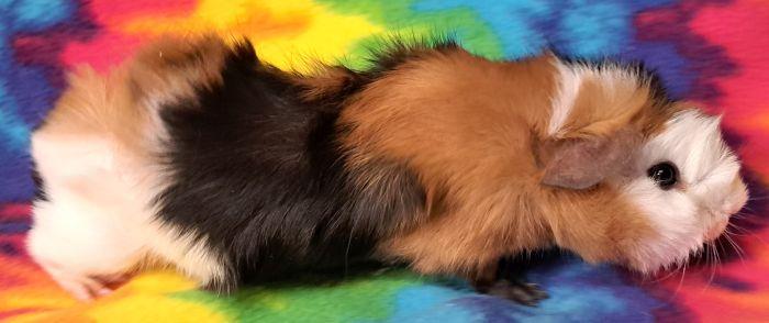 Bowie, a ADOPTABLE Abyssinian in Gary, IN image 4/5