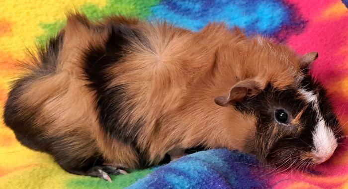 Bowie, a ADOPTABLE Abyssinian in Gary, IN image 3/5