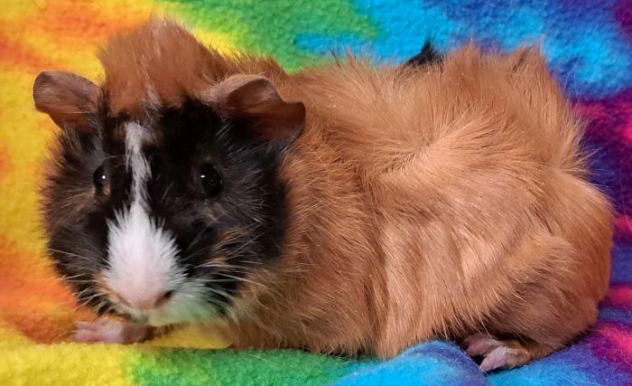 Bowie, a ADOPTABLE Abyssinian in Gary, IN image 5/5