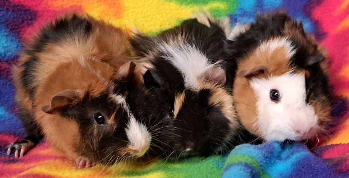 Bowie, ADOPTABLE, Young Male Abyssinian.