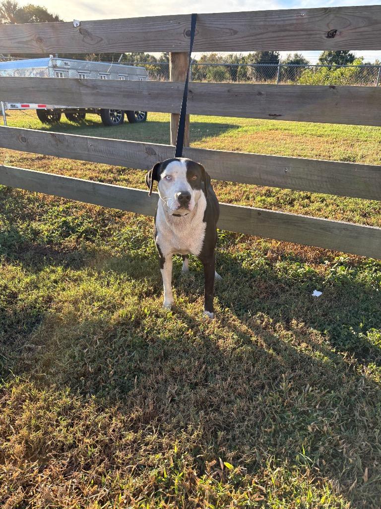 Dutch, Adoptable, Adult Male Terrier.