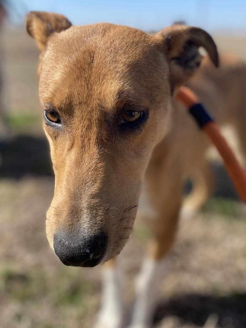 Enlarge Louise, a Adoptable mixed breed in Seguin, TX image 3/6