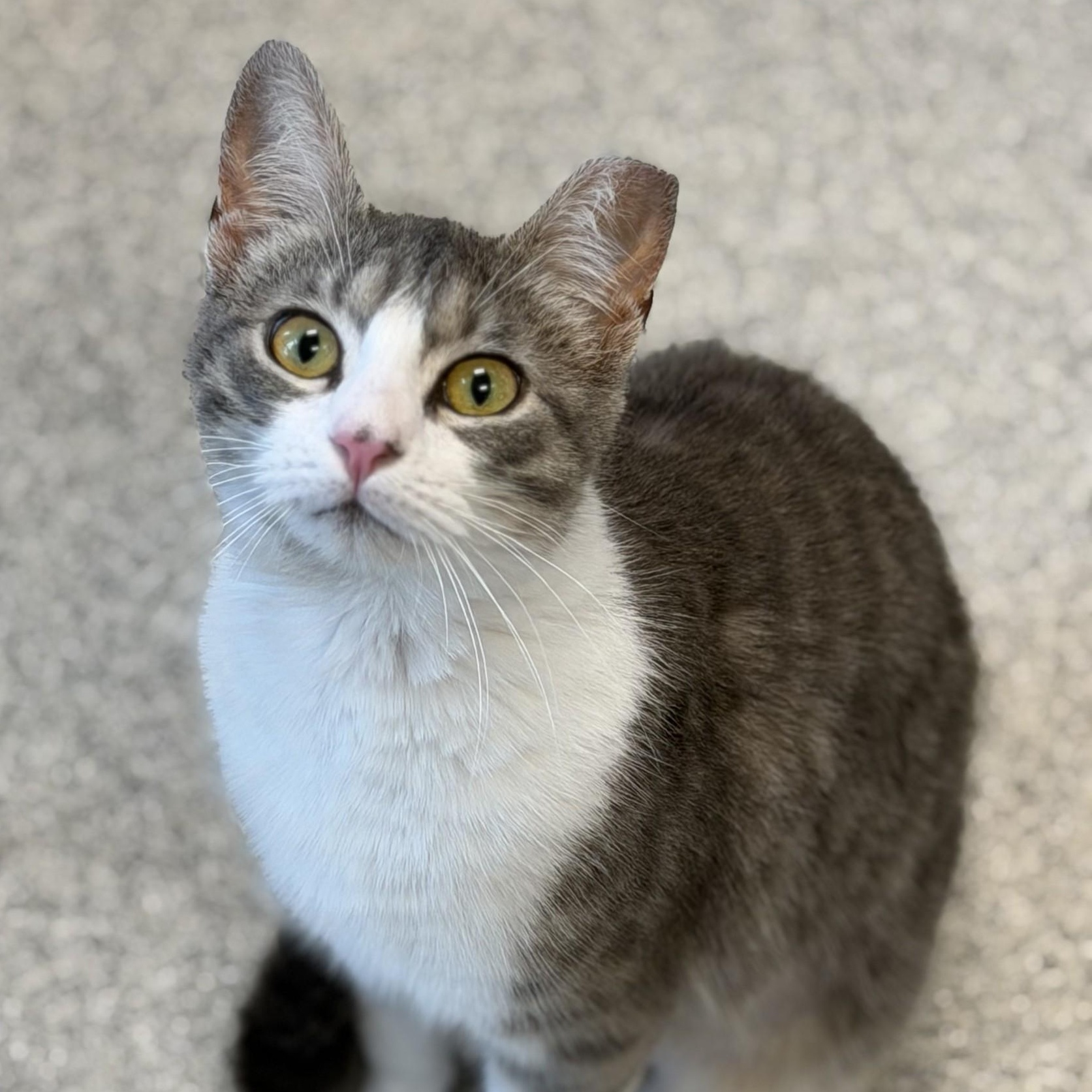 Enlarge Loci, a ADOPTABLE Domestic Short Hair in Cooperstown, NY image 5/5