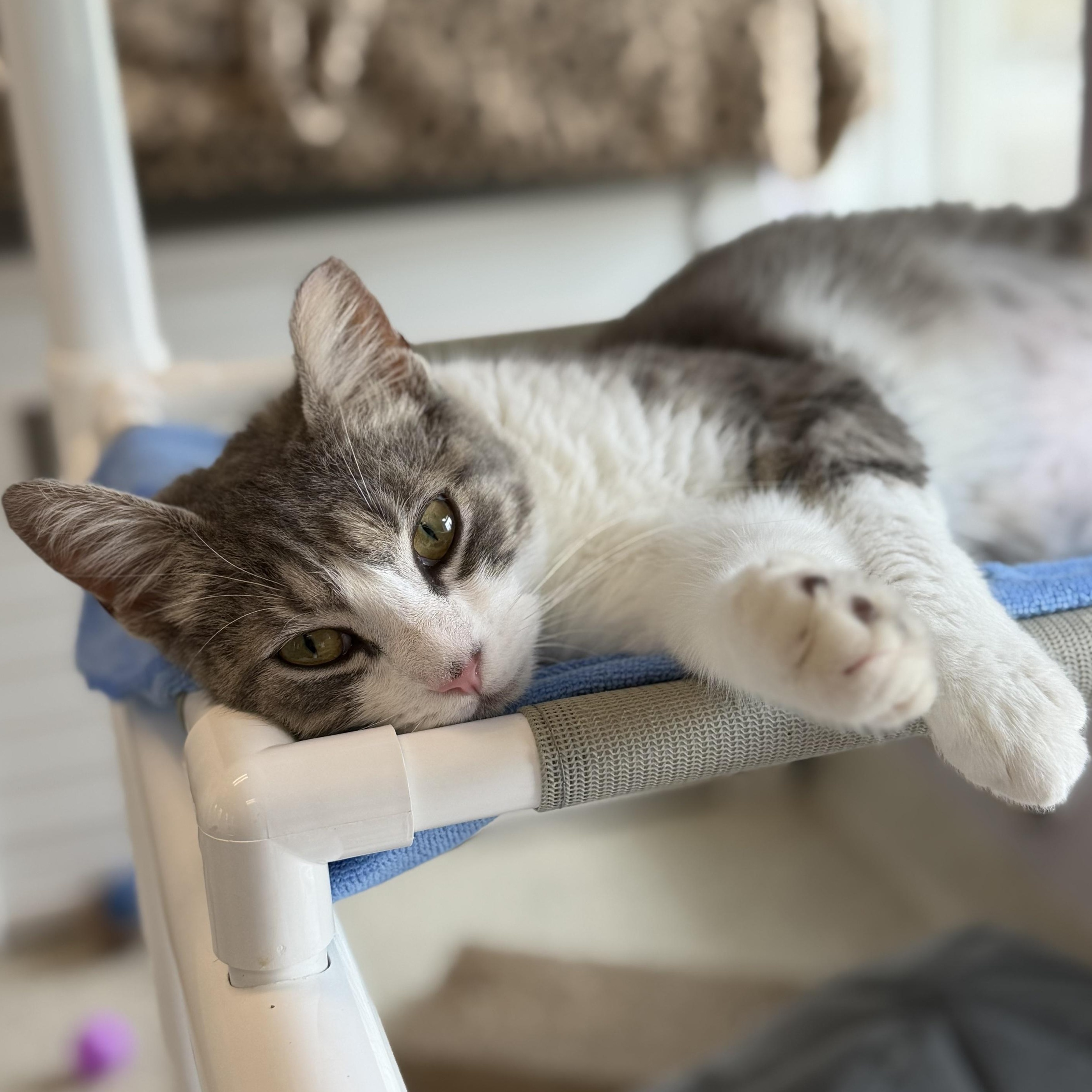 Enlarge Loci, a ADOPTABLE Domestic Short Hair in Cooperstown, NY image 2/5
