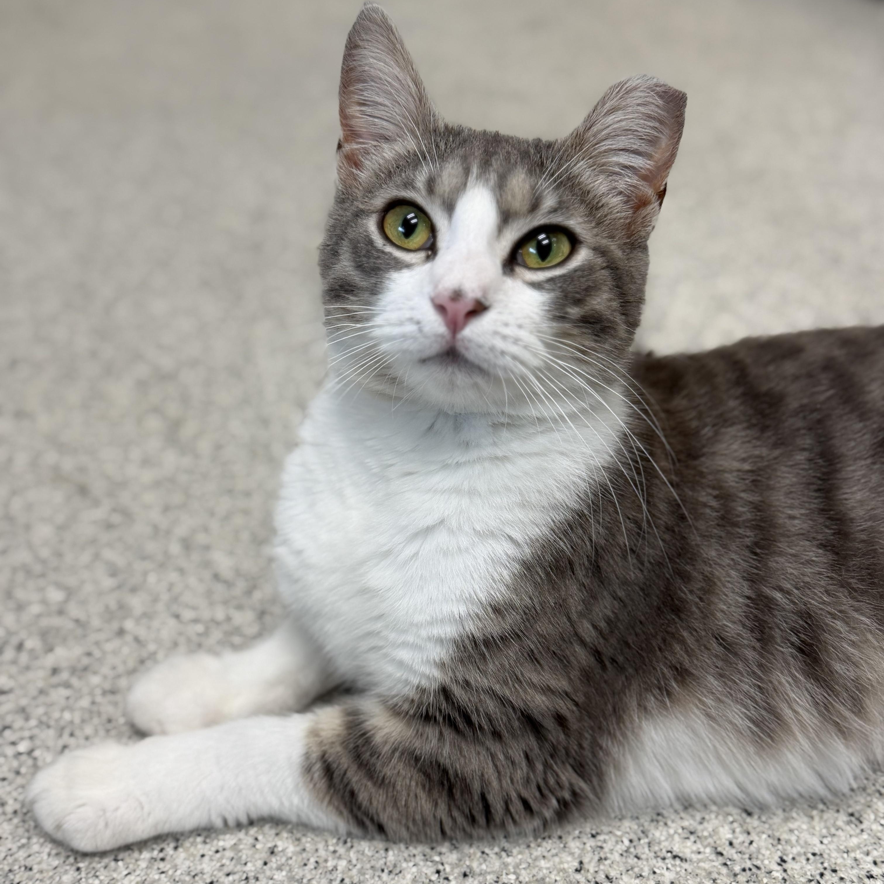Enlarge Loci, a ADOPTABLE Domestic Short Hair in Cooperstown, NY image 1/5