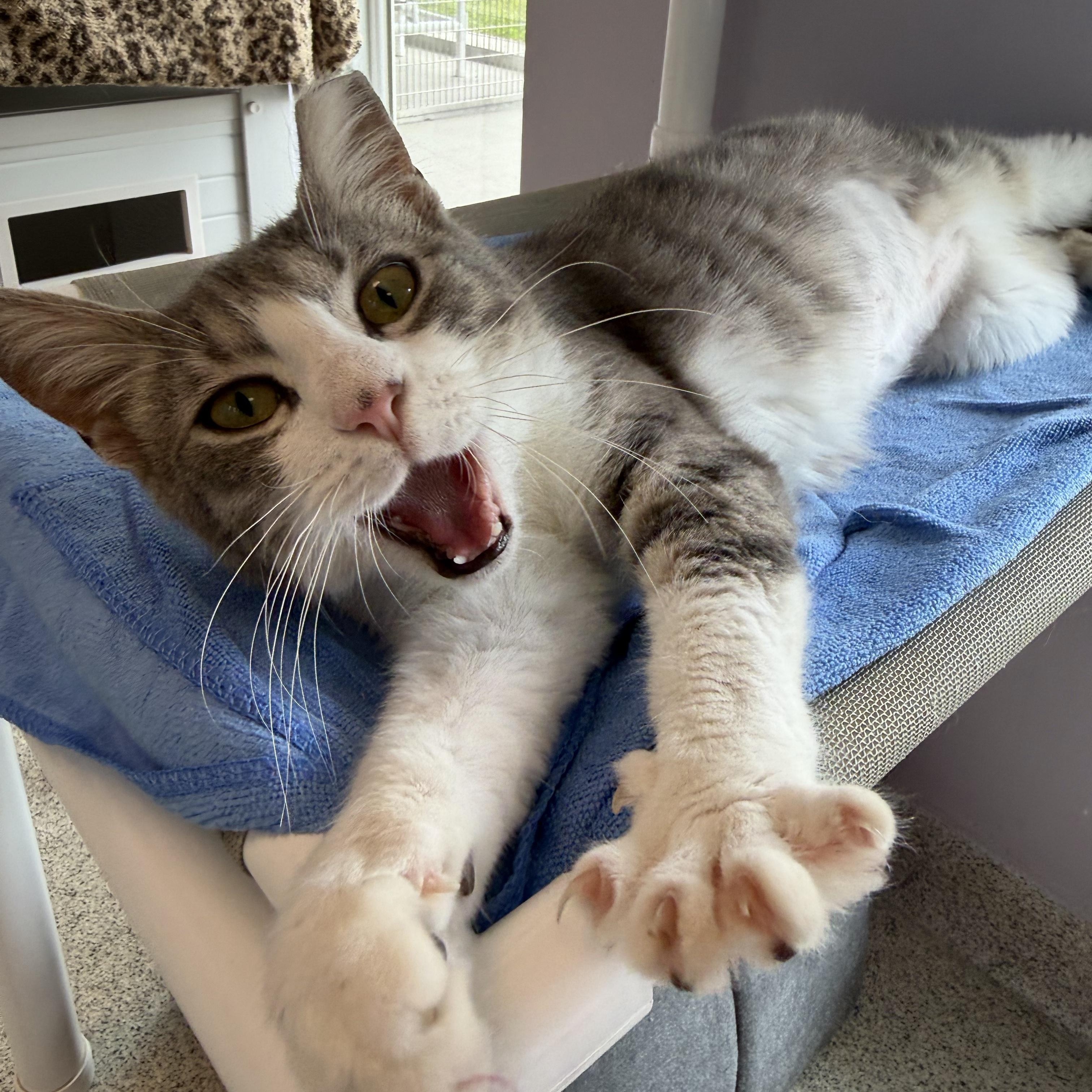 Enlarge Loci, a ADOPTABLE Domestic Short Hair in Cooperstown, NY image 3/5