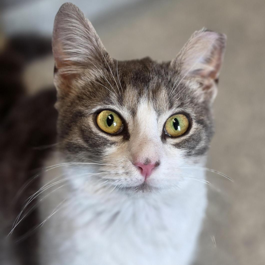 Enlarge Loci, a ADOPTABLE Domestic Short Hair in Cooperstown, NY image 4/5