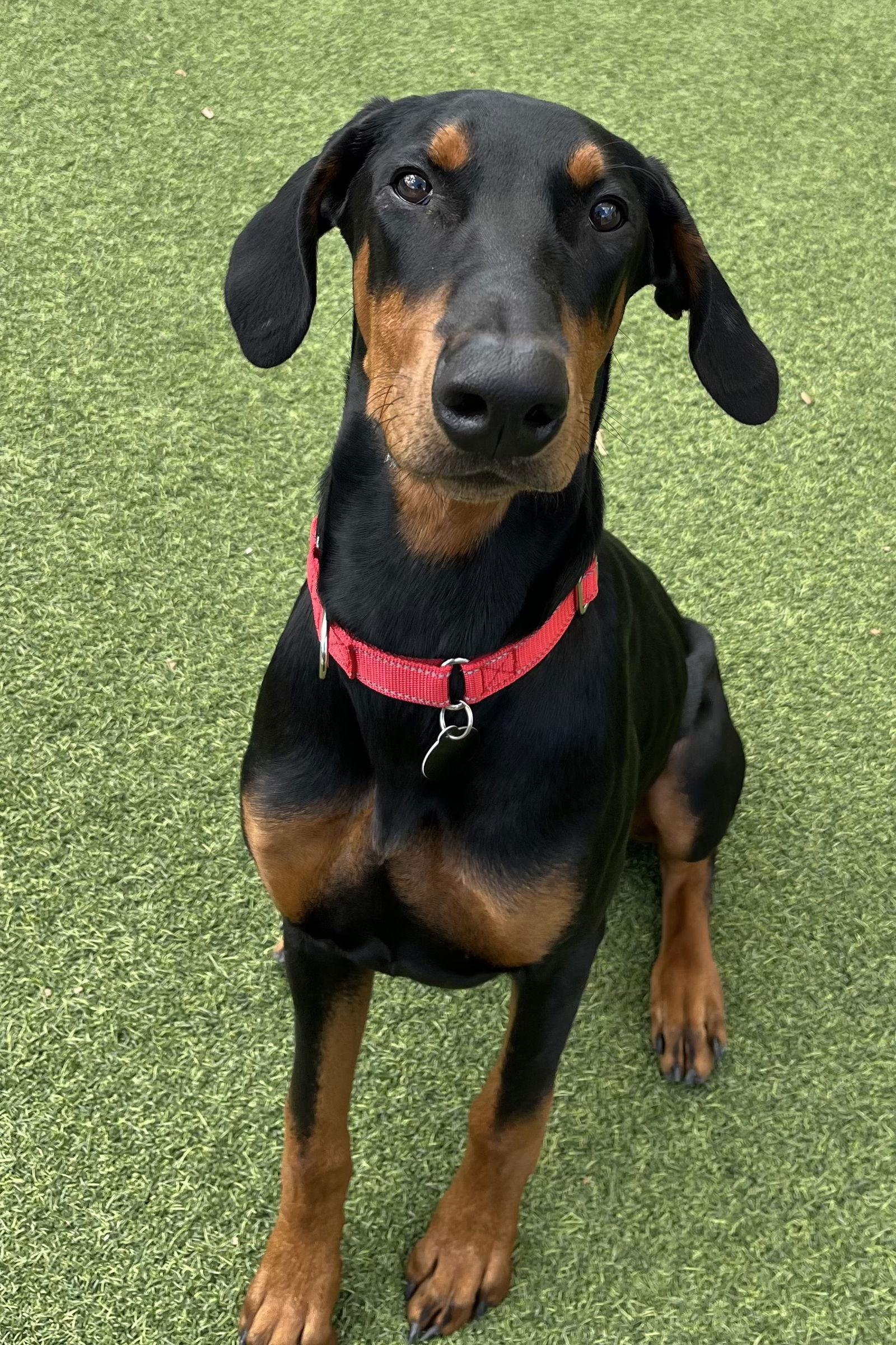 Tyson 3531, Adopted, Young Male Doberman Pinscher.
