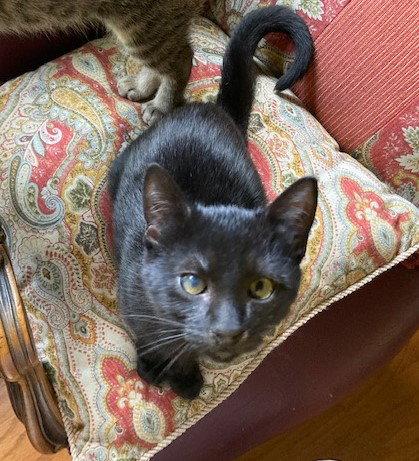 Yuli #personality-plus, Adopted, Kitten Male Bombay & Domestic Short Hair.
