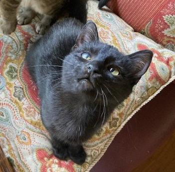 Yuli #personality-plus, a Adopted mixed breed in Houston, TX image 2/3