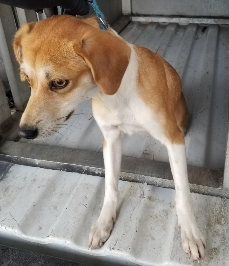 Enlarge Star, a Adopted mixed breed in Effingham, SC image 1/1