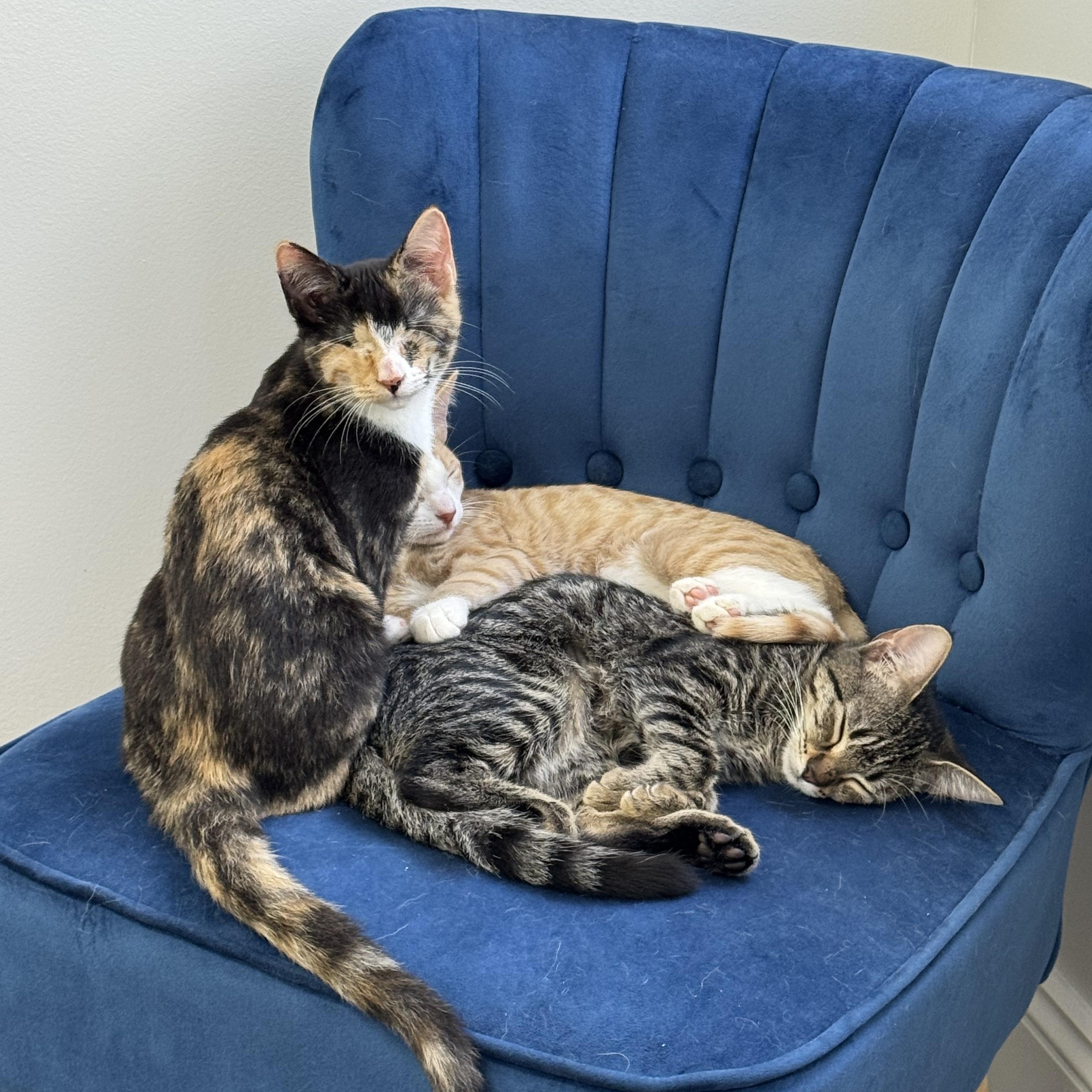 Folsie, a Adoptable Domestic Short Hair in Warwick , RI image 3/4