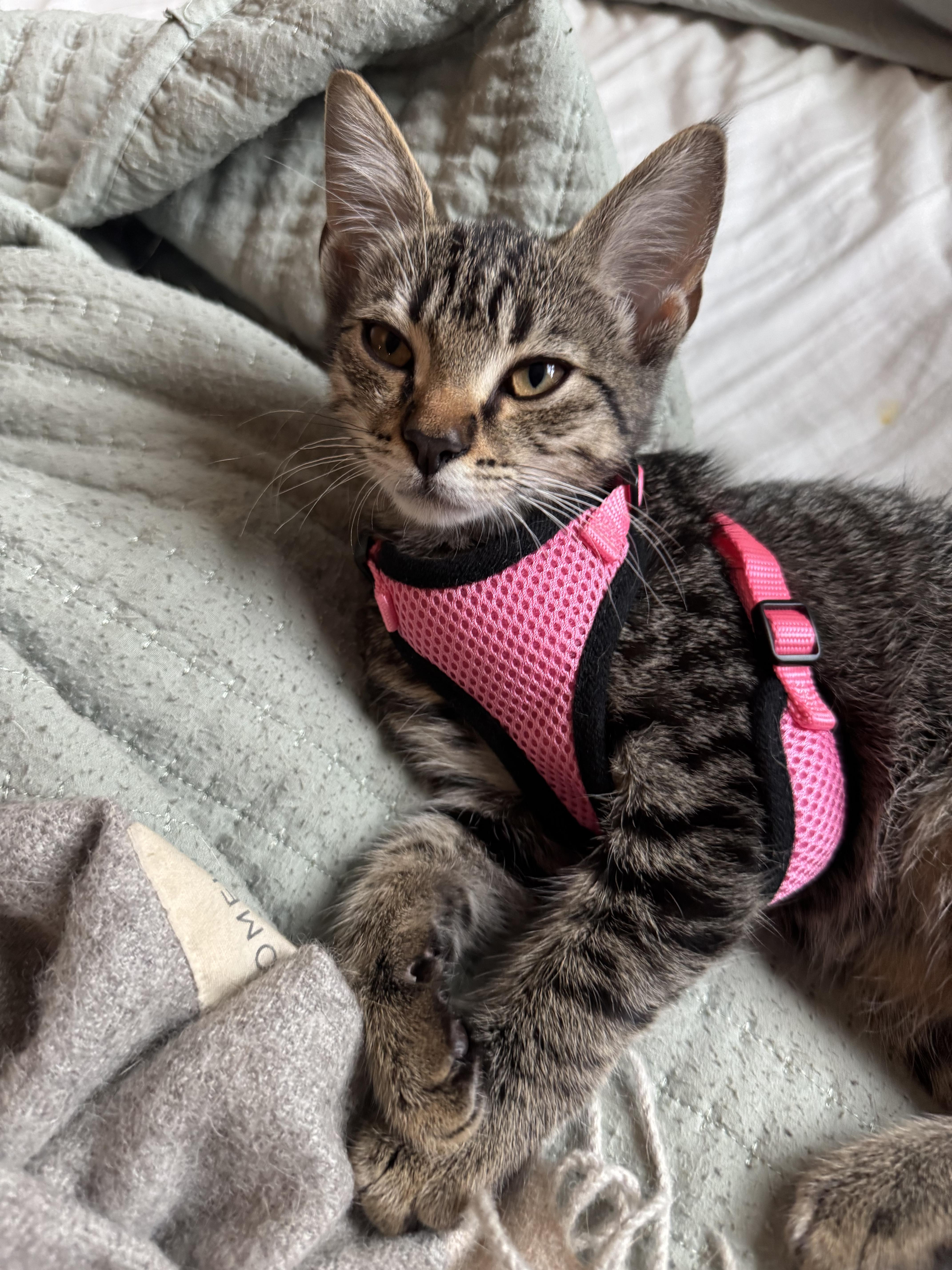 Folsie, a Adoptable Domestic Short Hair in Warwick , RI image 4/4