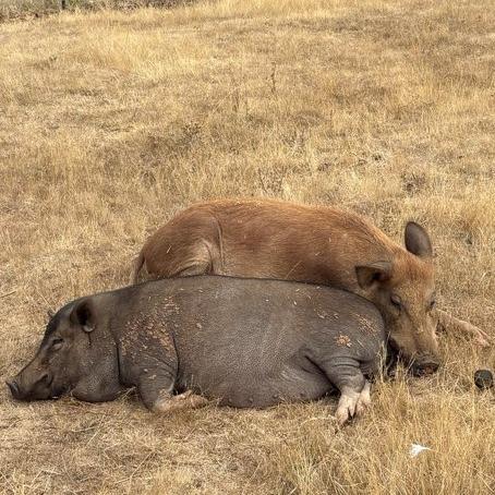 Polly Pocket, Adoptable, Adult Female Vietnamese Pot Bellied & Pig.