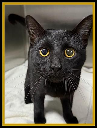ASTRONAUT, Adoptable, Young Male Domestic Short Hair.