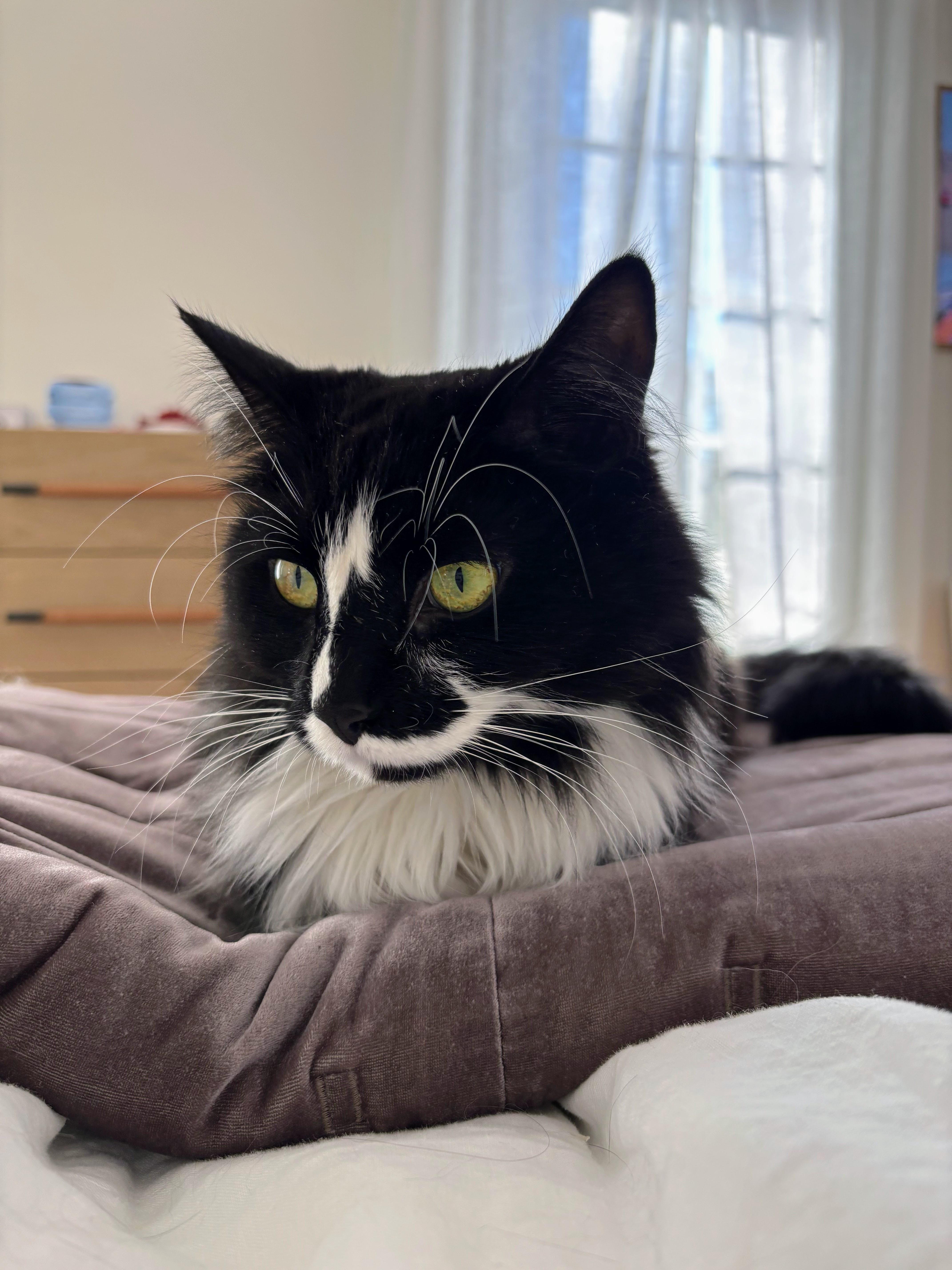 Twyla, ADOPTABLE, Young Female Domestic Long Hair.