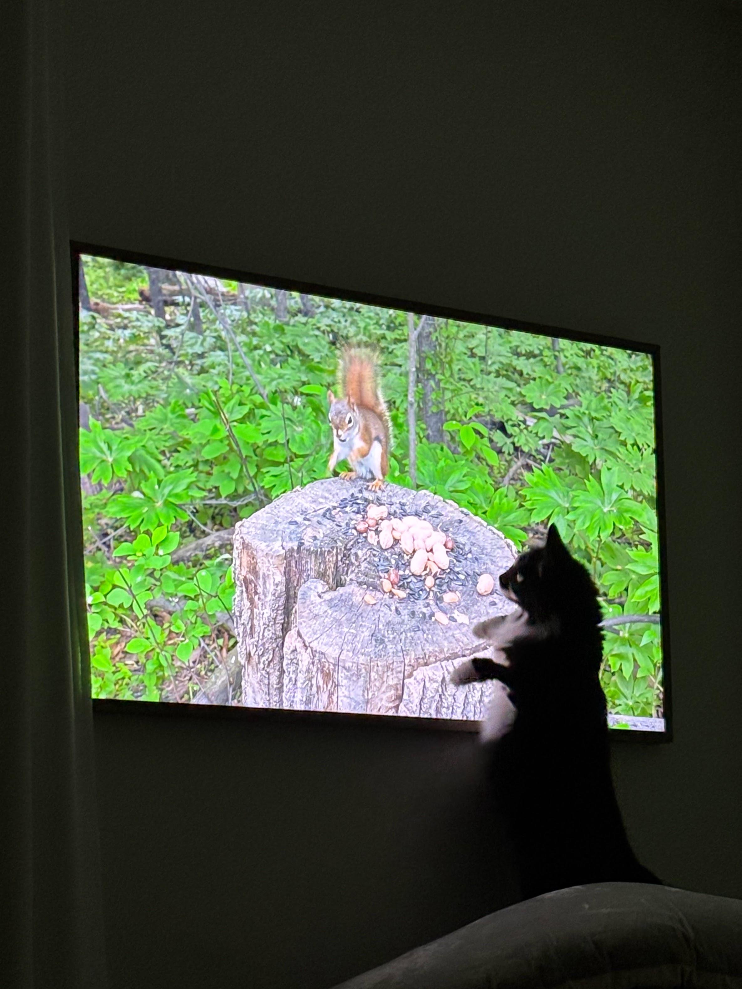 Enlarge Twyla, a ADOPTABLE Domestic Long Hair in Newton, MA image 2/4