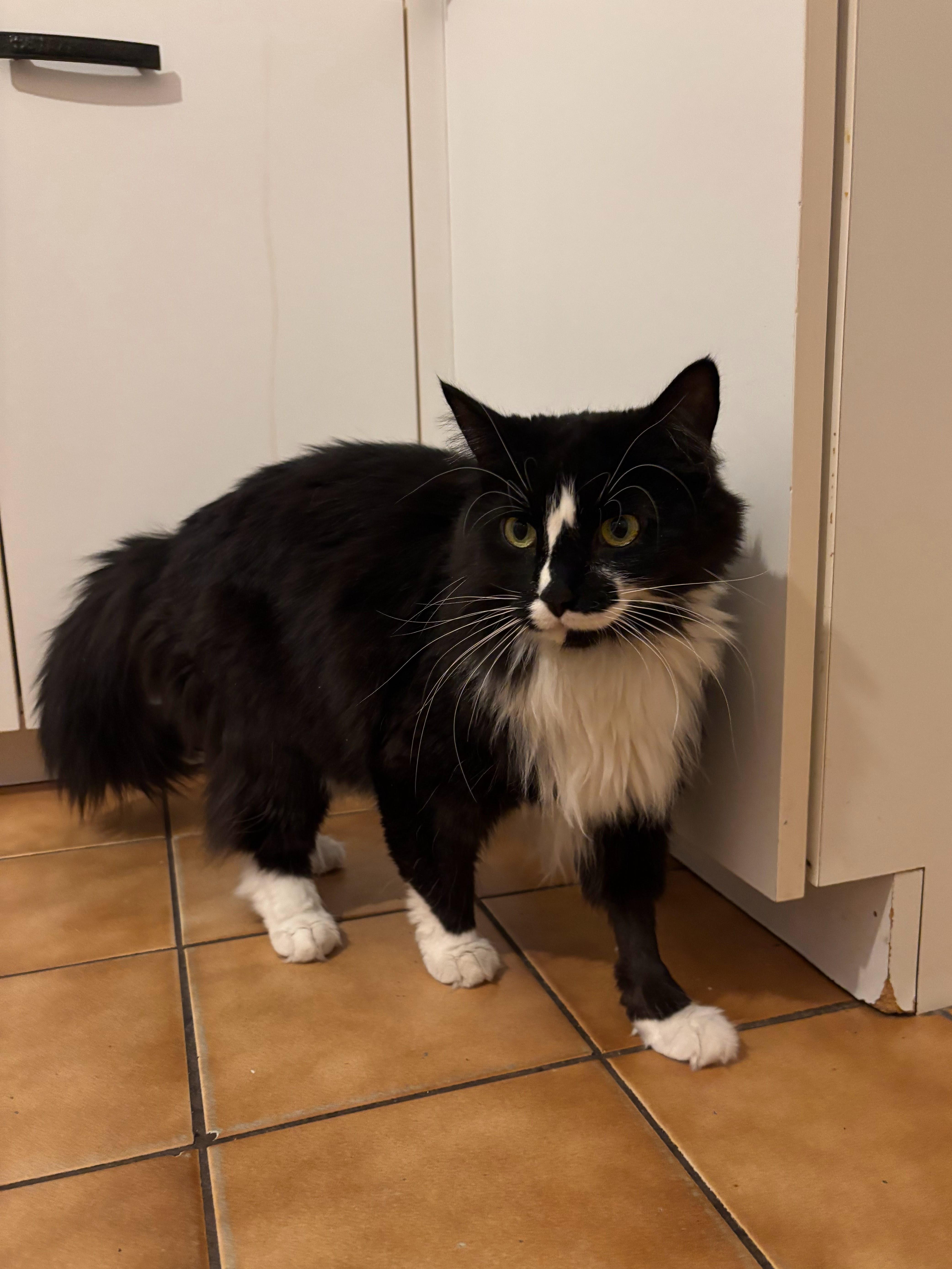 Enlarge Twyla, a ADOPTABLE Domestic Long Hair in Newton, MA image 3/4