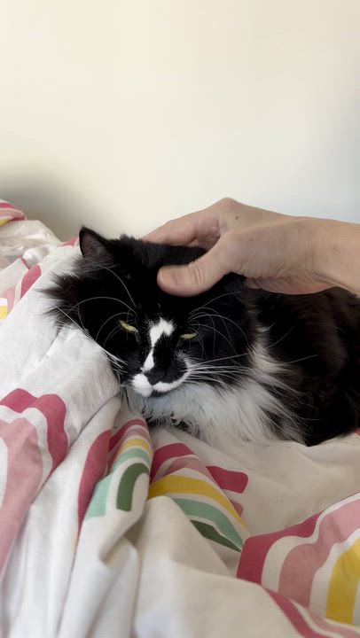 Enlarge Twyla, a ADOPTABLE Domestic Long Hair in Newton, MA video 4/4
