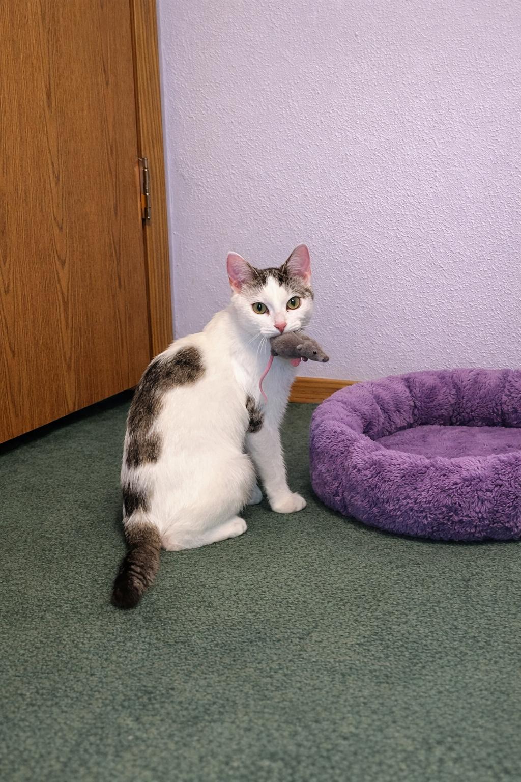 Enlarge Pepper, a ADOPTABLE Domestic Short Hair in Martinsville, IN image 1/1