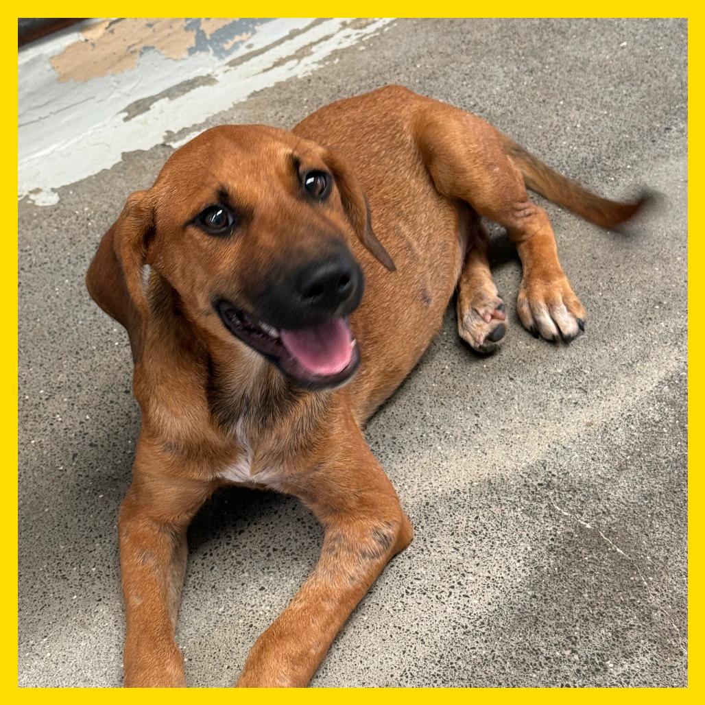Enlarge Johnny, a Adoptable Mixed Breed in Volcano, HI image 1/1