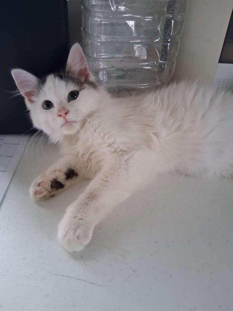 Preacher Boy thumbnail 2