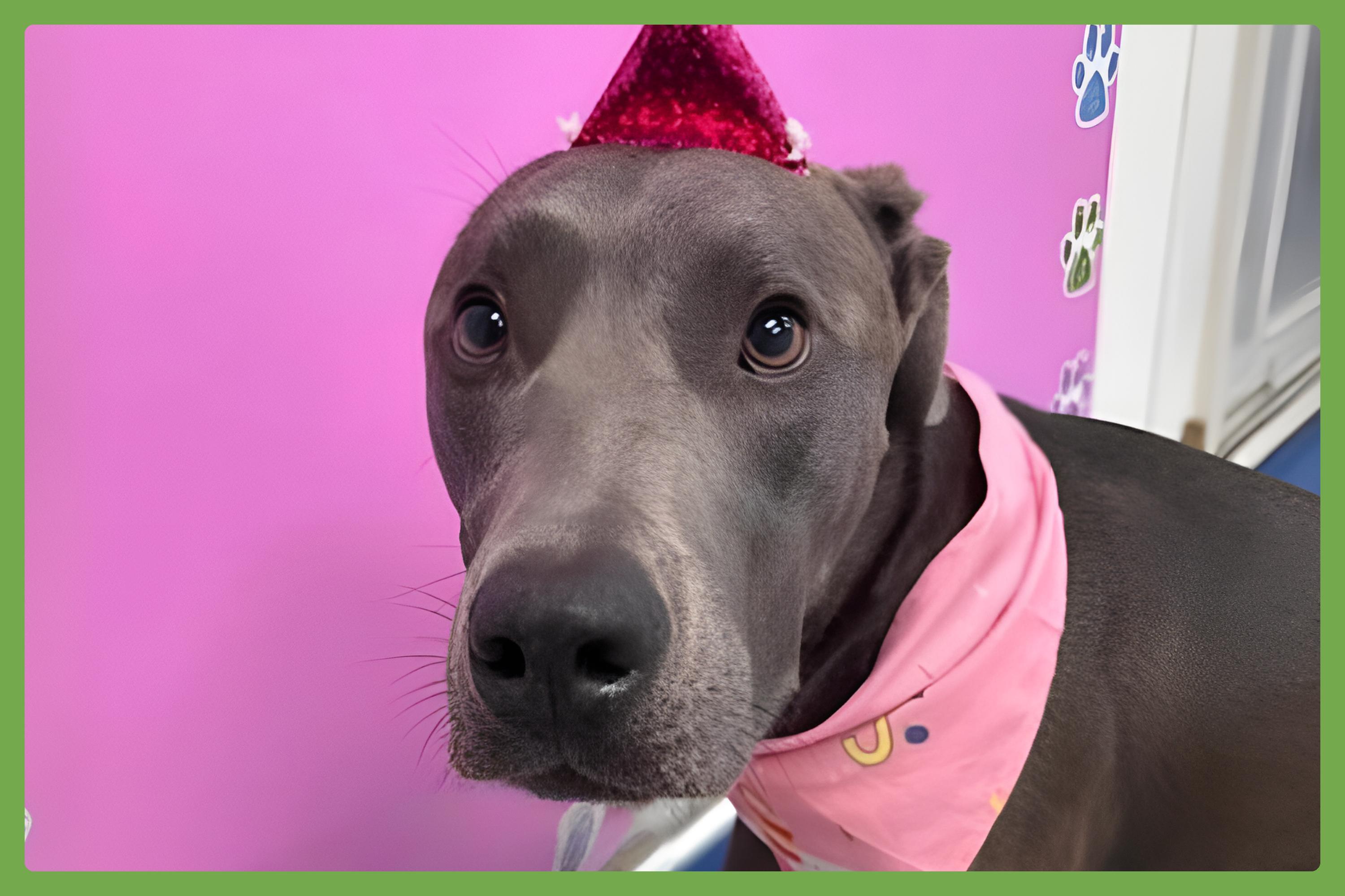 Jade — thumbnail 5