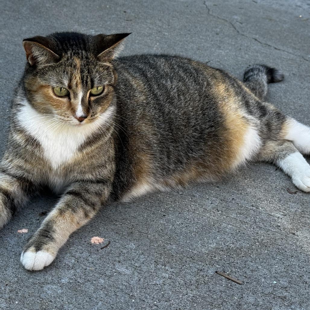 Enlarge LOST Mimi is Lost in the neighborhood behind State Patrol on Hwy 52 Rochester, MN, a Adoptable Domestic Short Hair in Rochester, MN image 1/1