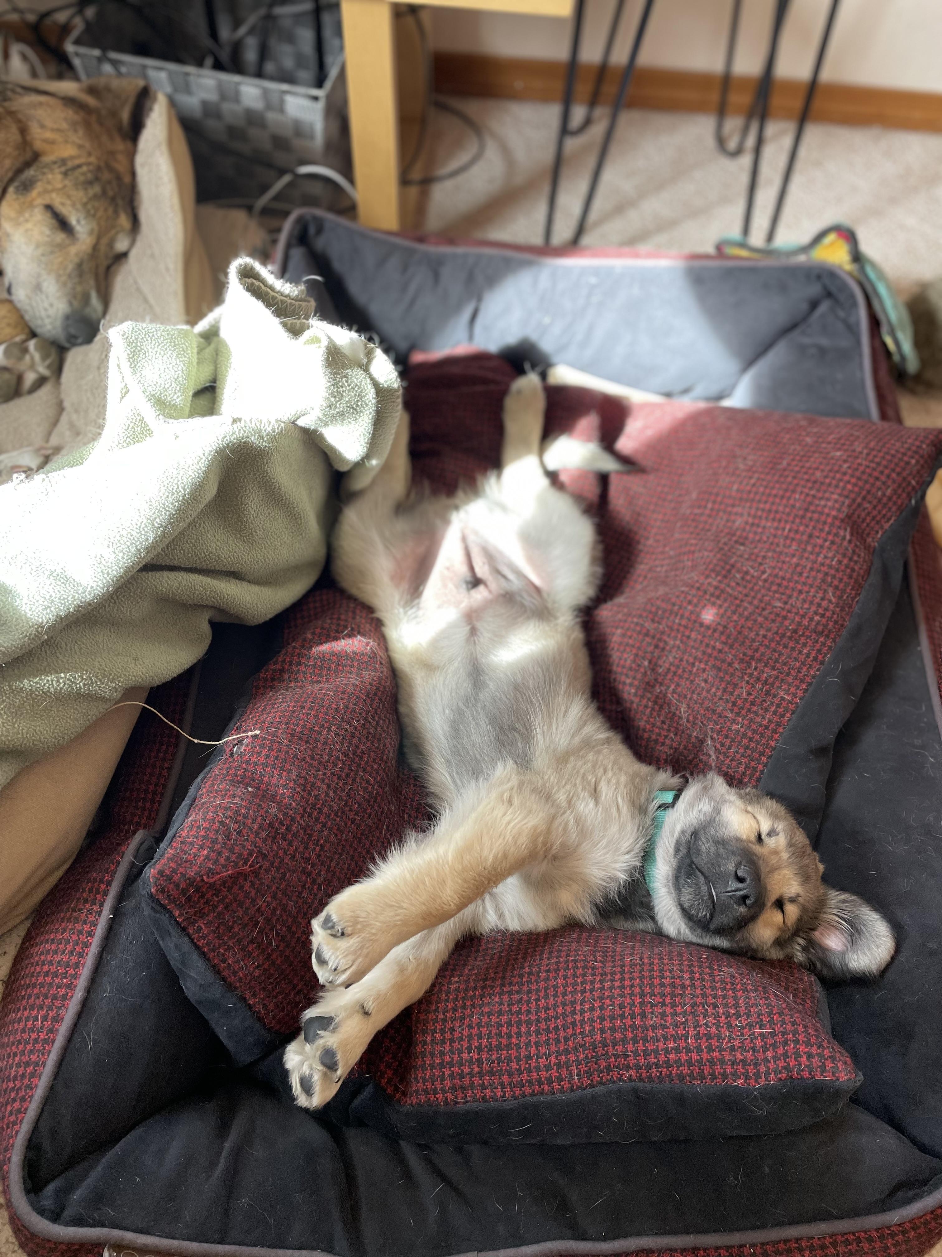 Enlarge Lima Bean, a ADOPTABLE mixed breed in Pagosa Springs, CO image 3/3