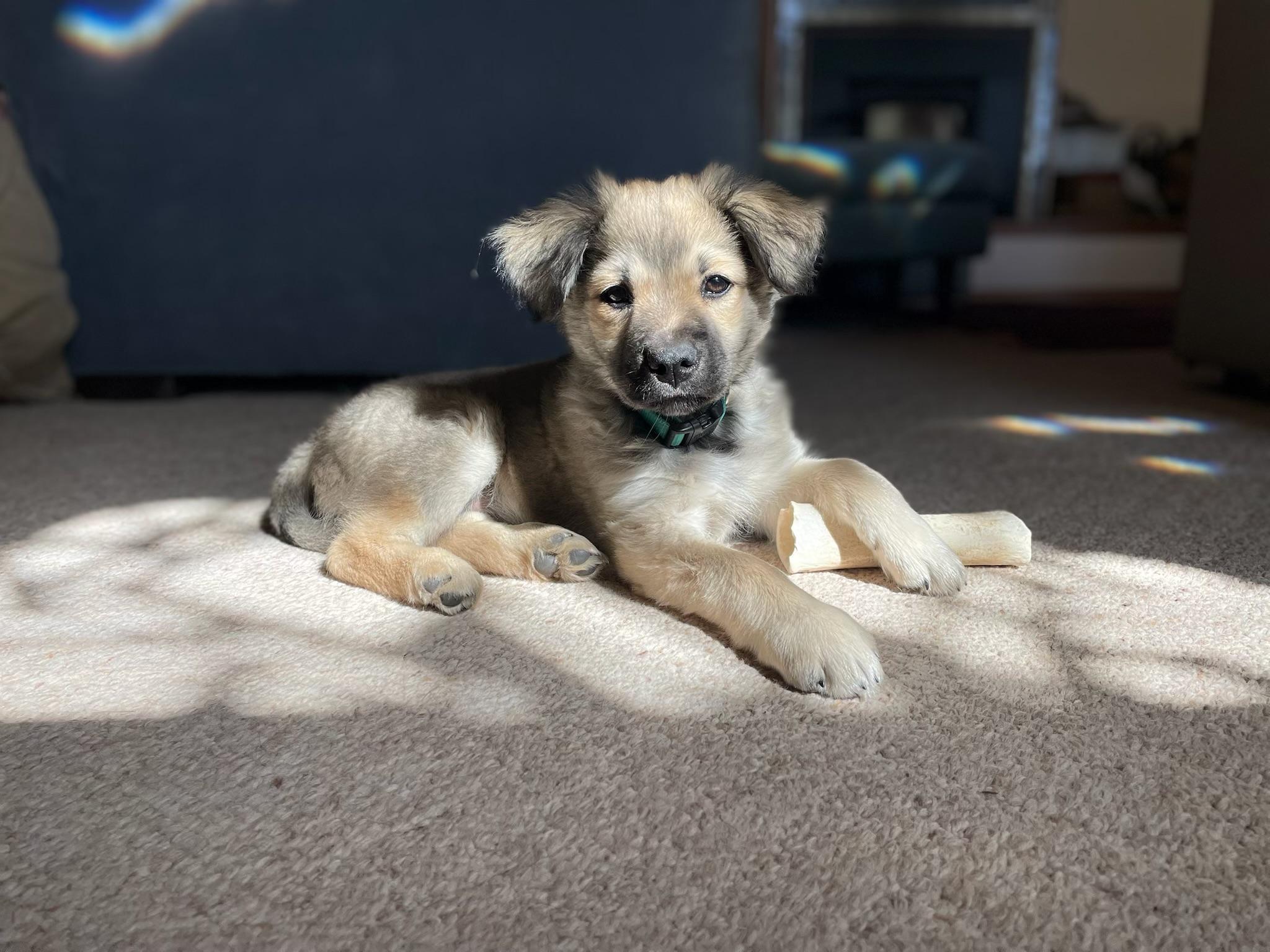 Enlarge Lima Bean, a ADOPTABLE mixed breed in Pagosa Springs, CO image 1/3