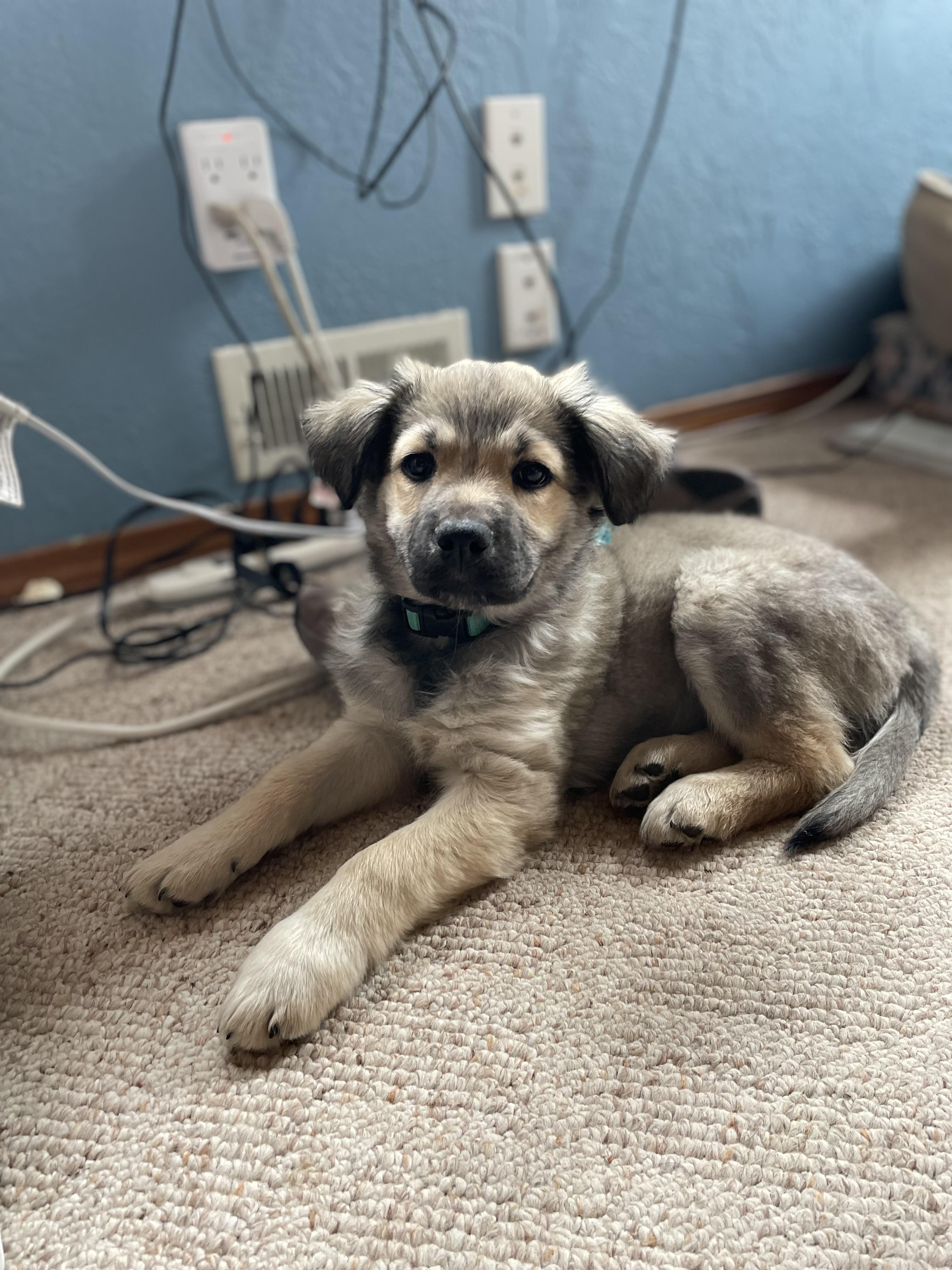 Enlarge Lima Bean, a ADOPTABLE mixed breed in Pagosa Springs, CO image 2/3