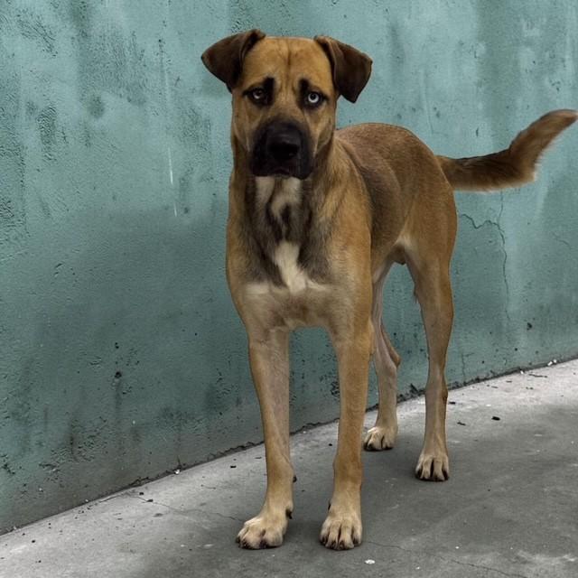 Enlarge Louie, a Adoptable mixed breed in Williston, VT image 3/5