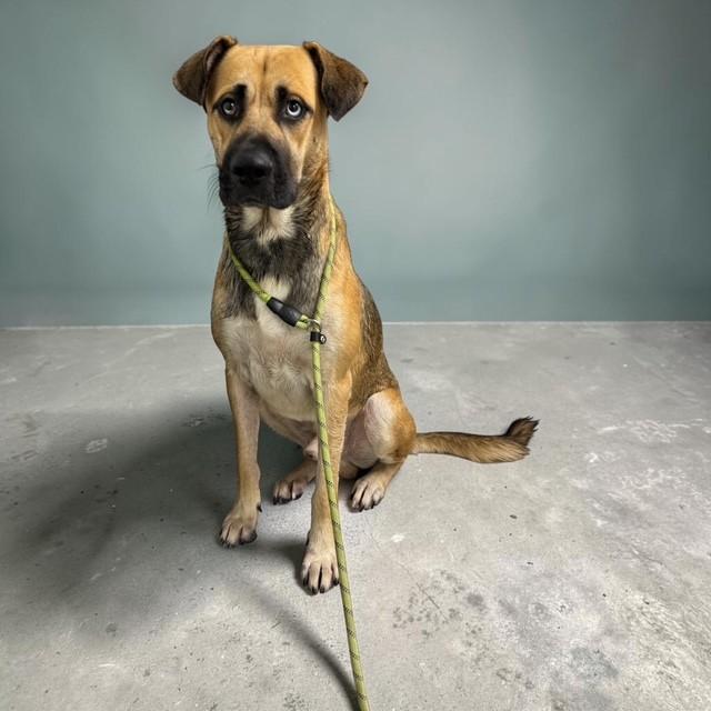 Enlarge Louie, a Adoptable mixed breed in Williston, VT image 2/5