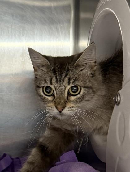 Penelope thumbnail 2