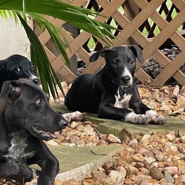 Dog for adoption Johnny a Smart, Loving Cuddle Bug!!!, a Pointer