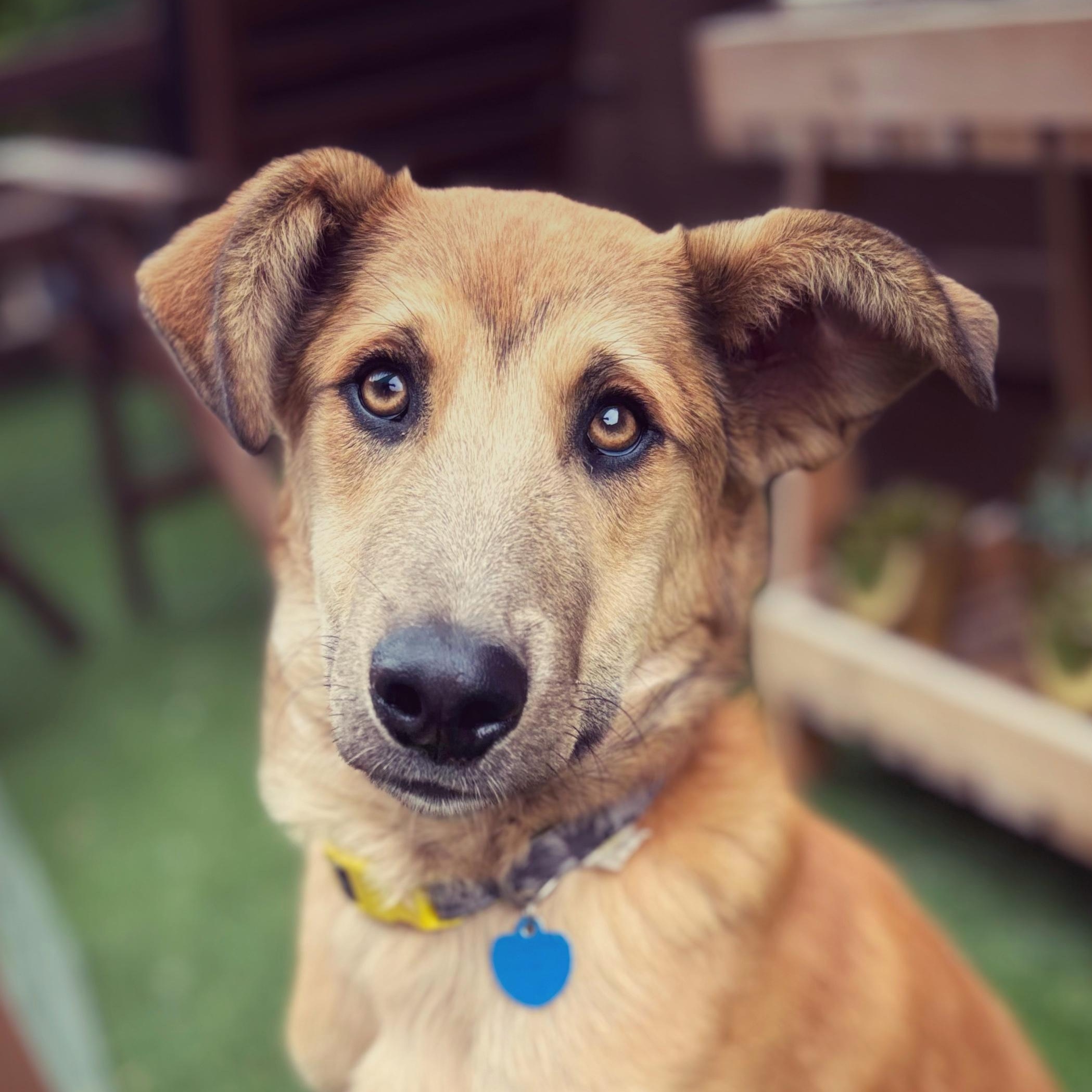 Rickles, Adoptable, Young Male German Shepherd Dog.