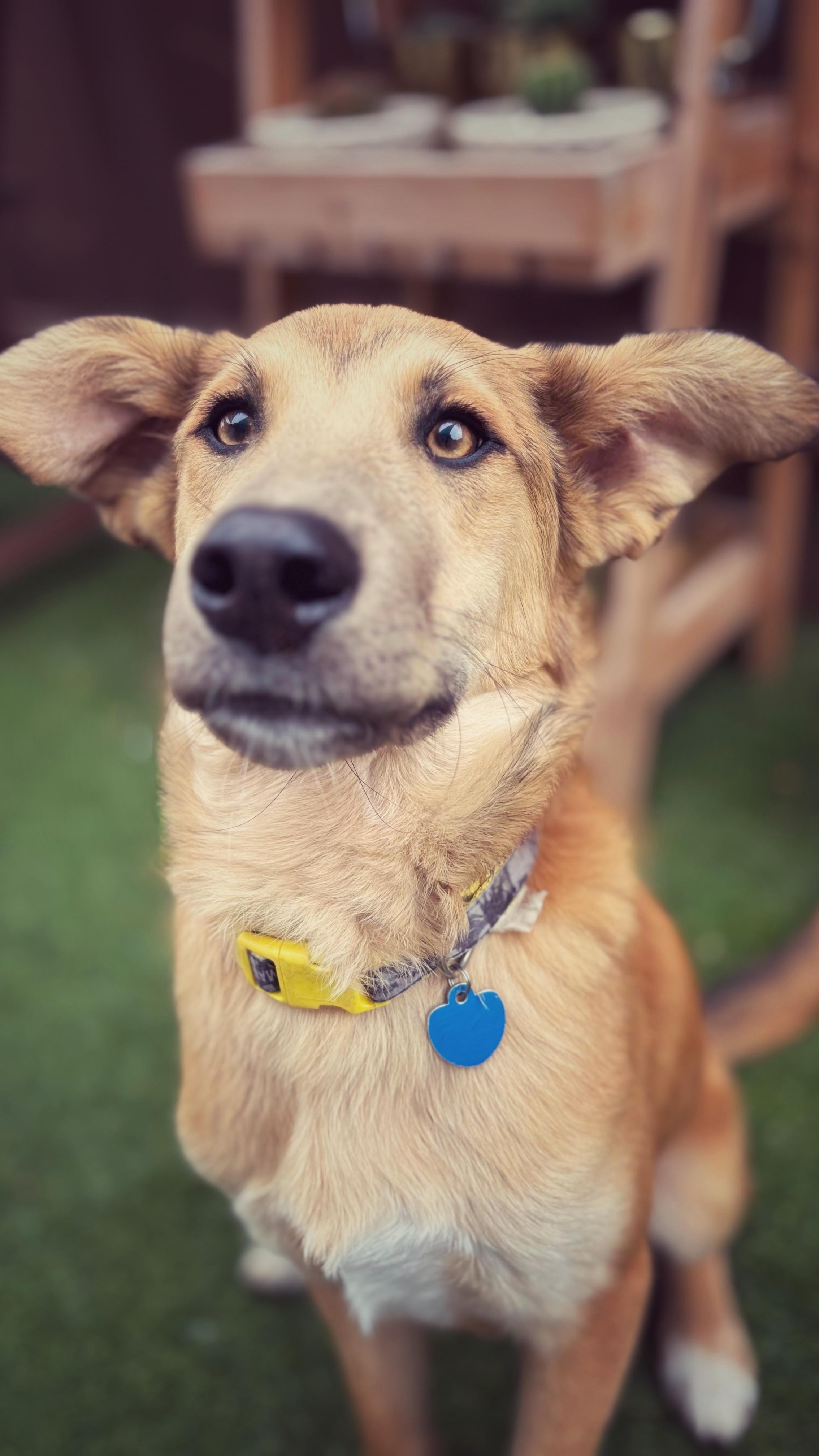 Rickles, a Adoptable mixed breed in San Diego, CA image 5/6