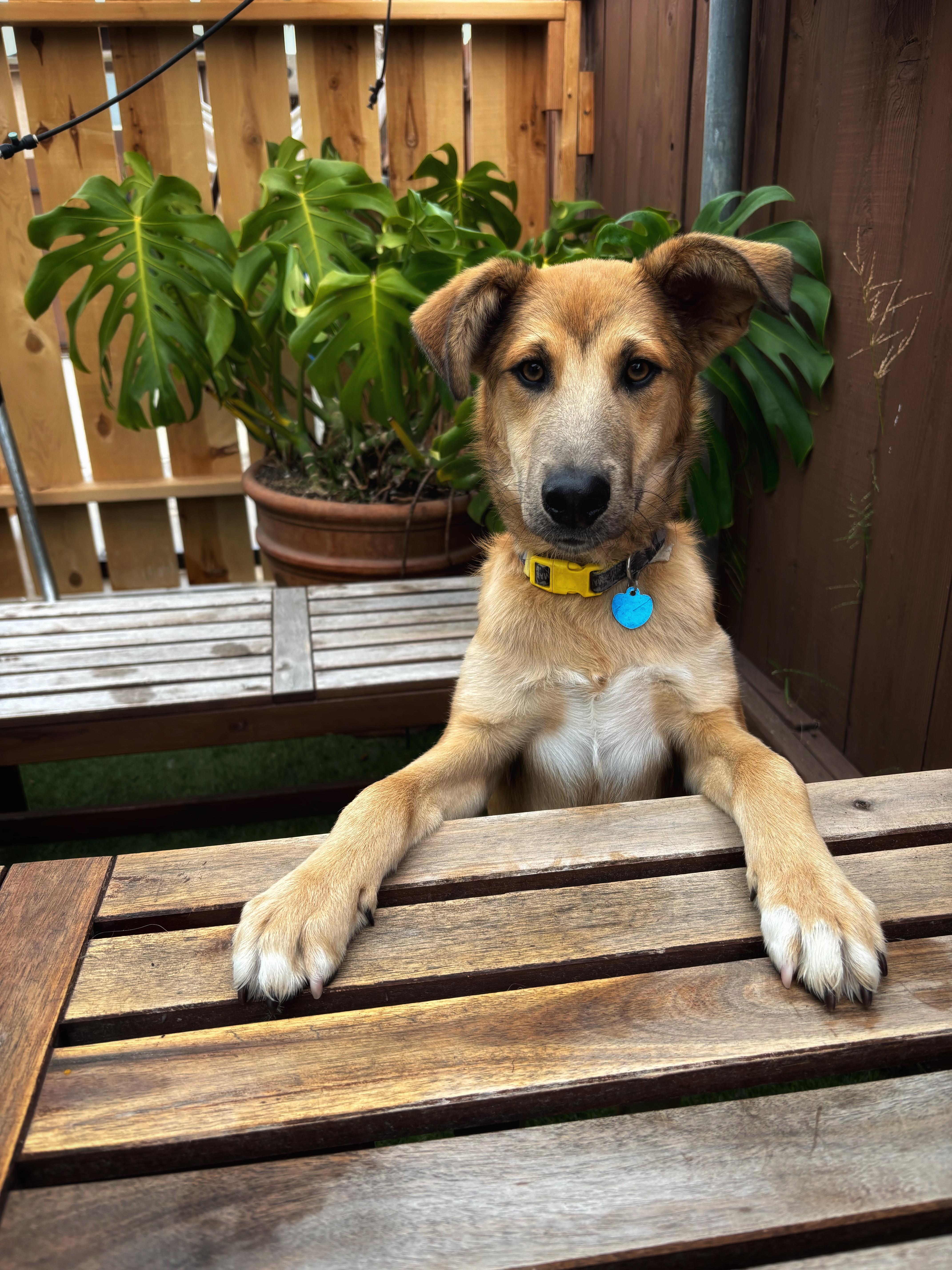 Rickles, a Adoptable mixed breed in San Diego, CA image 3/6