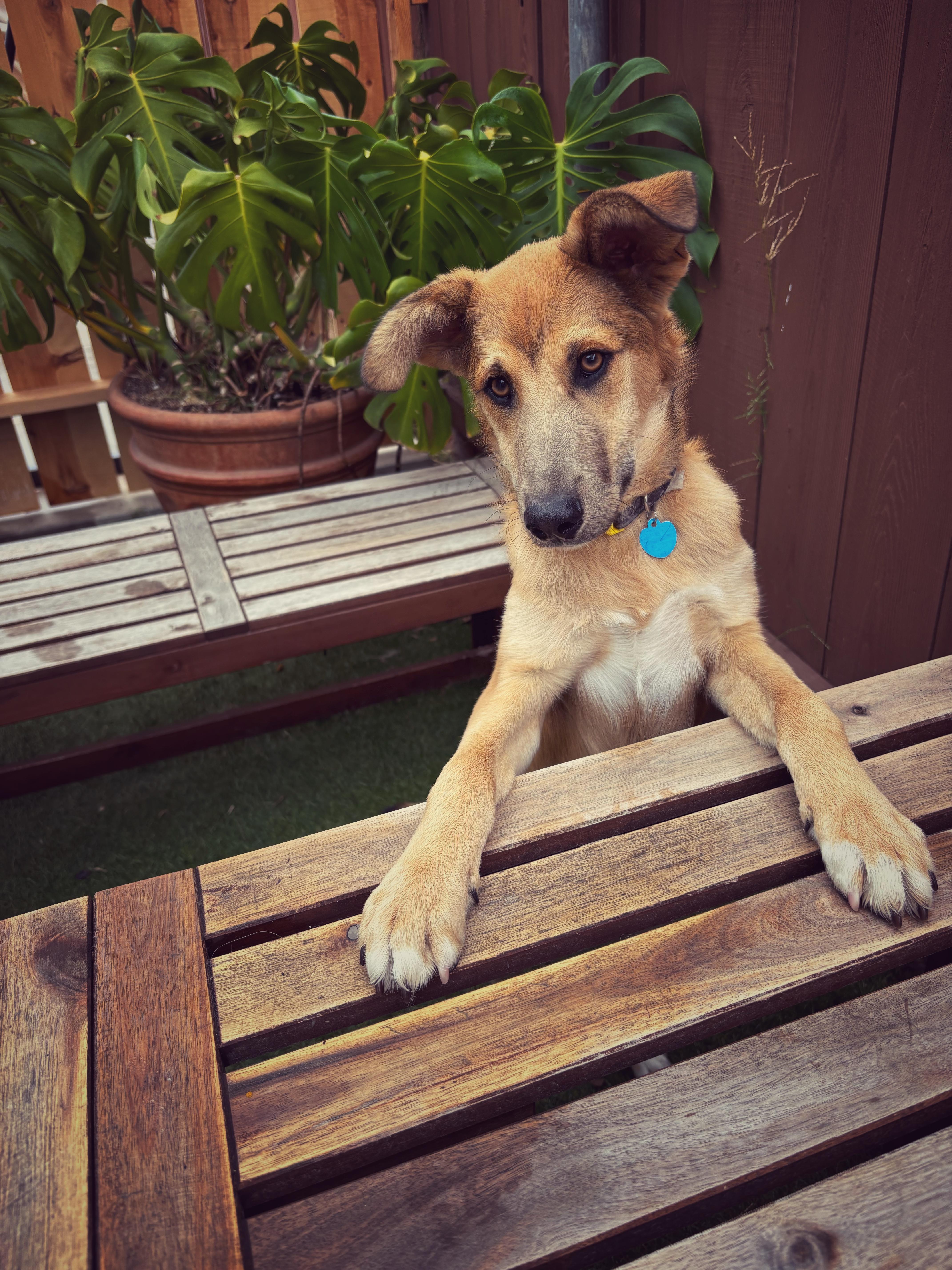 Rickles, a Adoptable mixed breed in San Diego, CA image 6/6