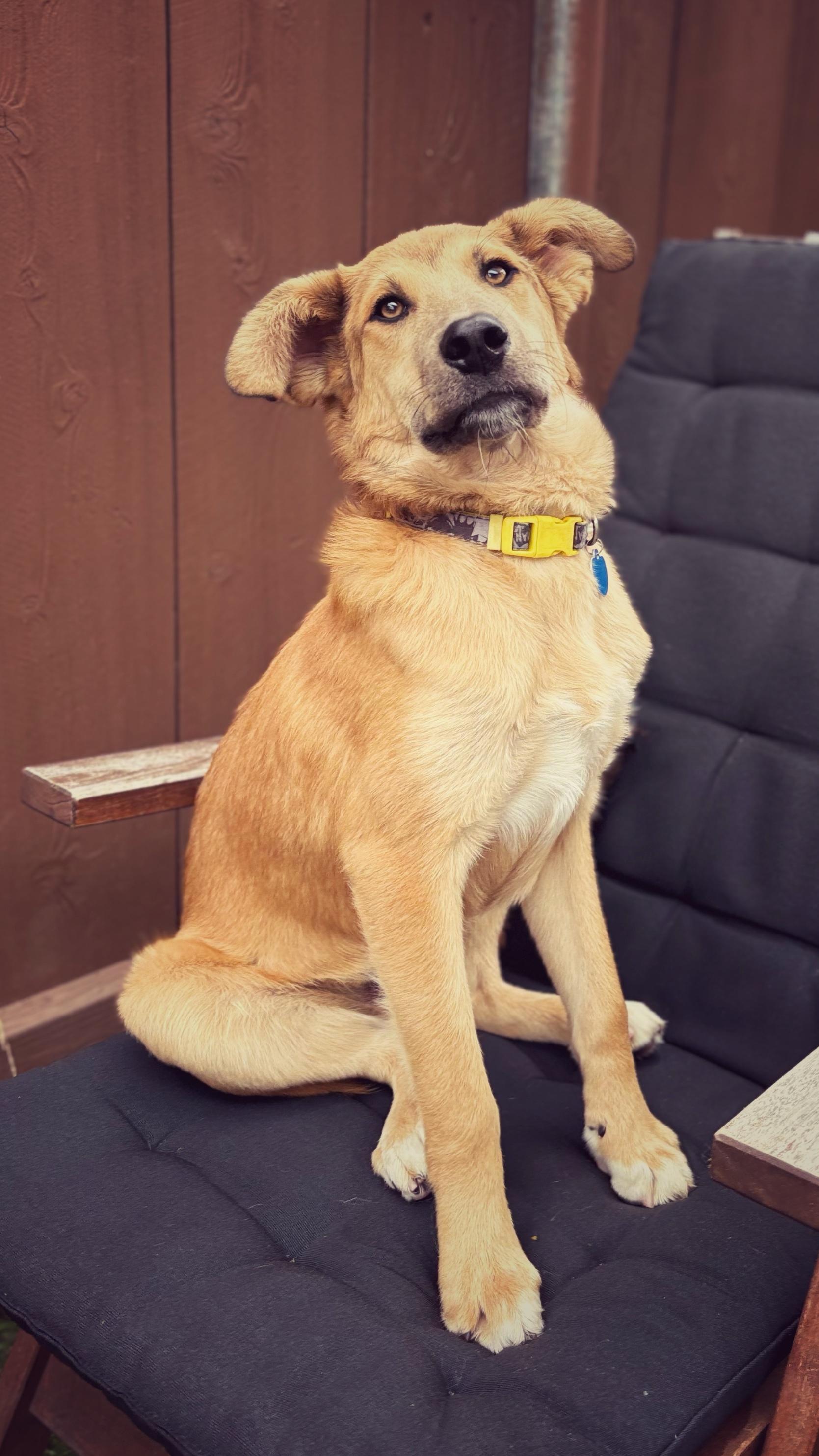 Rickles, a Adoptable mixed breed in San Diego, CA image 4/6