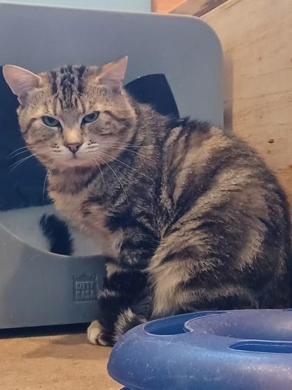 Raccoon- BONDED TO CHARLIE